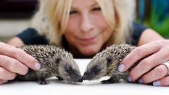 Baby-hedgehogs-rubbing noses