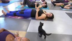Kitten yoga