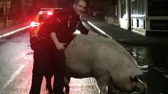 Norfolk Police rescue piglet with traffic cone - BBC News