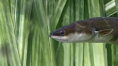 The European eel is classed as critically endangered