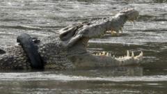крокодил с шиной на шее