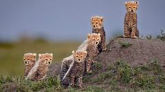 A group of Cheetah cubs
