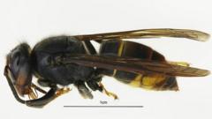 Invasive Asian Hornet Spotted In Britain For First Time, Experts ...