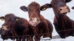 Cows eating snow