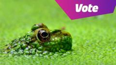 frog in algae