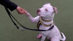 Deaf dog's search for a new home in Shropshire - BBC News