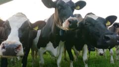 Стадо коров в Уэльсе