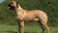 Питбульмастиф