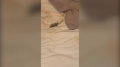 Watch student's horror over dead mouse in her bed