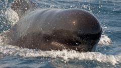 pilot whale in the ocean