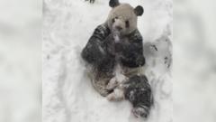 Tian Tian enjoying the snow