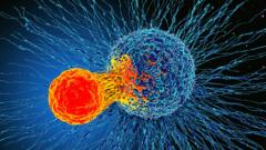 Т-лімфоцит атакує ракову клітину
