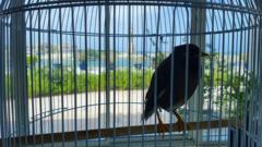 Juji the mynah bird, inside his cage at the residence of the French ambassador to the United Arab Emirates