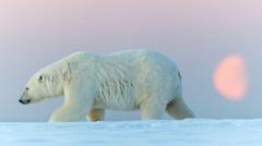 kutup ayısı 