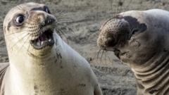 A seal looks shocked at another seal turning its head.