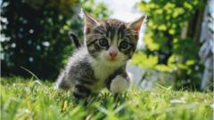 Kitten-in-grass.