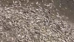 В Мариуполе из-за жары гибнет рыба
