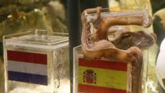 Paul the Octopus picking Spain over Holland as the 2010 World Cup winners - the right result