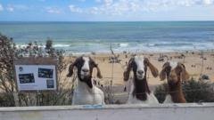 Goat herd 'shouldn't need help from 999 services'