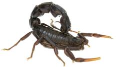 Androctonus bicolor