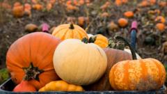 Тыквы на поле