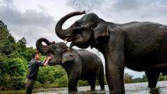 Gajah di Aceh