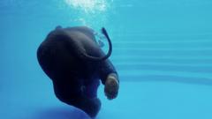 Слоны - отличные пловцы