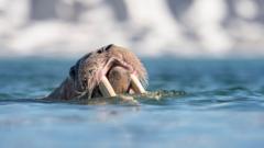 Морж может плыть без отдыха до трех с половиной суток