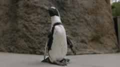 Giày thiết kế riêng cho chim cánh cụt cho đỡ đau chân.