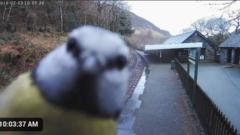 A bird looking into shot at the camera in Abergynolwyn Station, in Gwynedd,