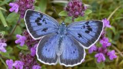 The butterflies we may never see again in Britain - BBC News