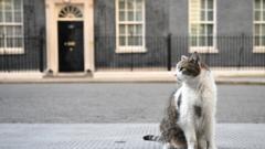 伦敦唐宁街10号首席捕鼠大臣拉里站在门外（5/7/2022）