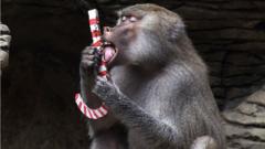 개코원숭이가 크리스마스 선물을 온전히 음미하고 있다