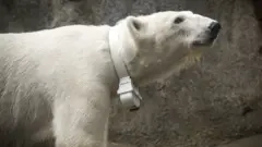 USGS Polar bear collar