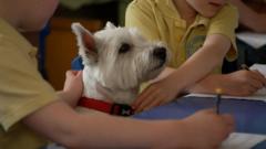 Millie the Highland terrier