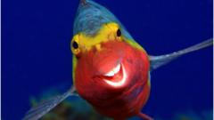 Sparisoma-cretense-a-species-of-parrotfish.