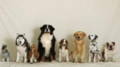 A group of dogs of various sizes