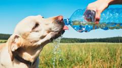 dog drinks bottled water