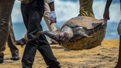 Wildlife officials carry away the carcass of a turtle that was washed ashore at the beach of Angulana, south of Sri Lanka's capital Colombo on June 24, 2021. (Photo by ISHARA S. KODIKARA / AFP) (Photo by ISHARA S. KODIKARA/AFP via Getty Images)