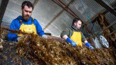 Seaweed being processed at The Seaweed Company's Irish facility