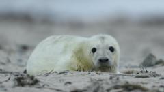 A seal pup