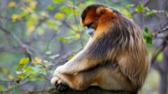 Узконосая обезьяна дремлет в типично обезьянней позе