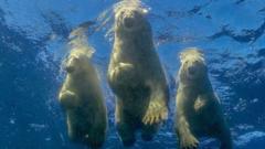 아모스 나첨이 허드슨 베이에서 촬영한 북극곰 어미와 새끼들