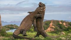 Komodo dragons fighting