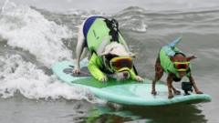 2 surfing dogs