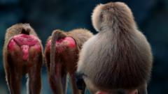 Бабуины используют свои красные седалищные мозоли и для того, чтобы спать сидя
