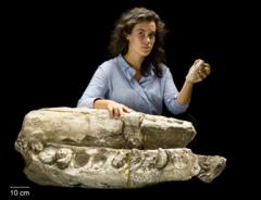 White fossil was 'Moby Dick' of the ancient sea - BBC News