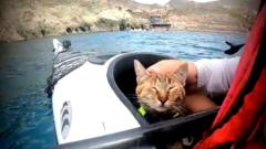 Kucing kayak