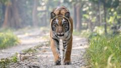 မျိုးတုန်းမယ့် အန္တရာယ်ကြုံနေရတဲ့ ဘန်ဂေါ ကျားတွေ နီပေါမှာ အကောင်ရေ သိသိသာသာ တက်လာခဲ့