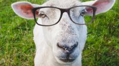 Sheep with glasses